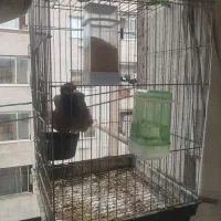 مرغ مینا سخنگو