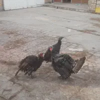 بوقلمون برنز