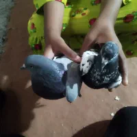 کبوتر