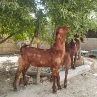 بز بزغاله دار سانن