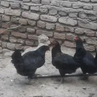 ۱۹ عدد مرغ و یک خروس چهل تاج