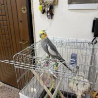 عروس هلندی نر