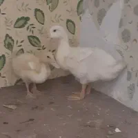 فروش اردک