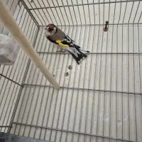 سهره .قناری