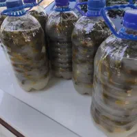 خیارشور ارگانیک