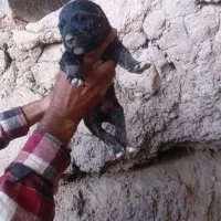 توله سگ نژاد