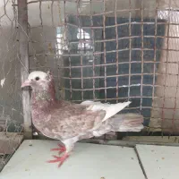 سار کاکلی هفترنگ جوان