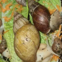 حلزون آچاتینا