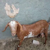 بز شیری خوب