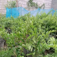 یاس هلندی