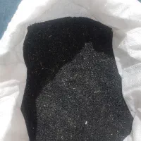 بذر پیاز