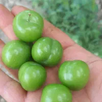 گوجه سبز درجه یک ترد وآبدار کیلویی ۲۰۰