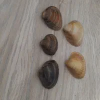 ۱۰۰هزار تومن