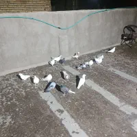 فروشه کبوتر