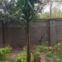 ۲ گل یوکا به همراه گلدان بزرگ سرامیکی