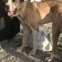 توله سه ماه و نیم آلابای