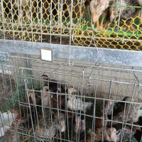 جوجه و مرغ و نیمچه دو ماهه