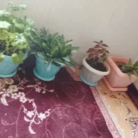 چهارتا گل