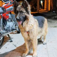 ماده ژرمن