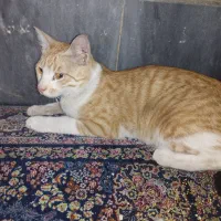 گمشده