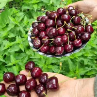 گیلاس صادراتی