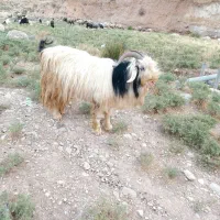 بعده روزگاری