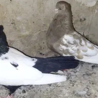 کبوتر سینه و دم سفید