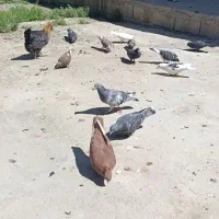 کبوتر|پرنده|لردگان, |دیوار