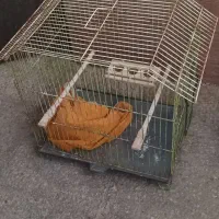قفس پرنده