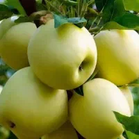 باغ سیب ۵۰۰۰