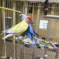 طوطی برزیلی جفت