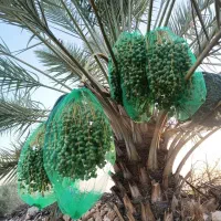 فروش عمده تور خرمای ایرانی و خارجی