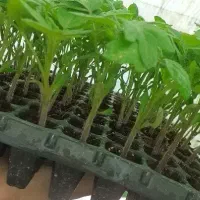 نشا‌ گوجه