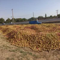 خریدارسیب زیردرختی ومیوه تابستانی