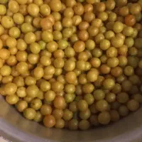 آلوچه رسیده