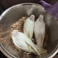 جوجه عروس البینو