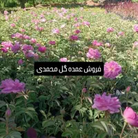 نهال گل محمدی. نهال بنه.نهال پسته.انگور