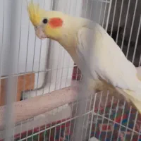 عروس هلندی نر