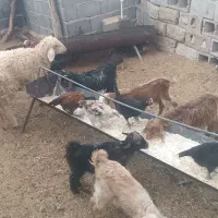 6راس کهره 1راس بره