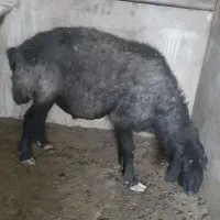 قوچ گله