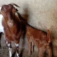 فروش بز کهره داره