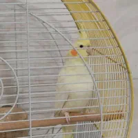 عروس هلندی با قفس