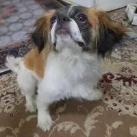 سگ پاکوتاه شیتزو