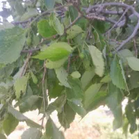 تایو کوهی