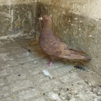 نر گلی