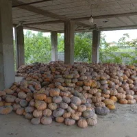 کدو انجیری درجه یک20 تن