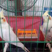 عروس هلندی مولد با تخم