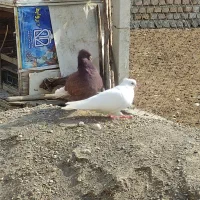کبوتر آس آس