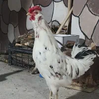 خروس گلین