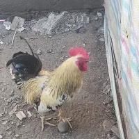 فروش خروس زیبا و بزرگ